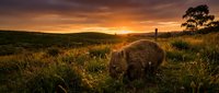 Sheep grazing in golden meadow at sunset with rolling hills and dramatic orange sky creating peaceful pastoral countryside scene.