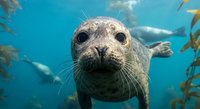 Curious harbor seal swimming underwater among kelp forest with whiskers and large dark eyes looking directly at camera in clear blue ocean water.