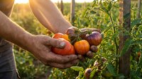 Farmer hands holding fresh ripe tomatoes during golden hour harvest in organic vegetable garden with natural sunlight creating warm agricultural scene.