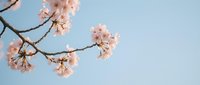 Delicate pink cherry blossom branch against soft blue sky background, spring flowering tree with tender petals in full bloom for seasonal designs.