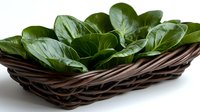 Fresh green basil leaves arranged in woven wicker basket, isolated on white background. Culinary herb for cooking, garnishing, and food preparation.