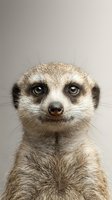 Adorable meerkat portrait with expressive eyes and detailed fur texture on neutral background for wildlife and nature projects.