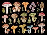 Mushroom and toadstool collection with various species, ferns, and botanical elements isolated on transparent background. Ready for clipart, t-shirt design, stickers, sublimation, and print-on-demand projects.