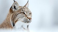 Close up portrait of majestic Eurasian lynx face with distinctive ear tufts against white winter background, showing detailed fur texture and intense amber eyes.