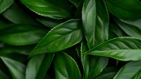 Fresh dark green tea leaves with serrated edges create natural pattern background, macro close up view of organic foliage texture for wellness concept.