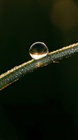 Crystal clear water droplet resting on green grass blade with golden sunlight creating magical morning dew effect and natural bokeh background.