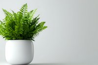 Fresh green fern plant in modern white ceramic pot against light gray wall background, minimalist home decor with copy space for text.