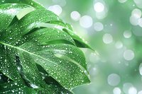 Fresh monstera leaf covered in morning dew drops against blurred bokeh background in soft green tones, creating natural freshness atmosphere.