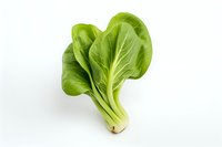 Fresh green bok choy cabbage with crisp leaves and white stem isolated on white background, ready for cooking or design use in food photography and packaging.