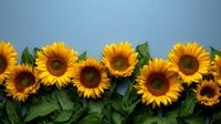 Vibrant yellow sunflowers arranged in a row with green leaves against blue background, creating cheerful summer mood for greeting cards and seasonal designs.