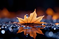 Fallen maple leaf floating on water surface with water drops and bokeh lights creating magical autumn reflection in dark moody atmosphere.