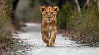 Young lion cub walking confidently along dirt path surrounded by blurred vegetation. Direct eye contact and forward motion creates engaging wildlife composition.