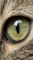 Extreme close-up macro shot of cat eye with golden yellow iris and vertical pupil surrounded by detailed fur texture for veterinary and pet care concepts.