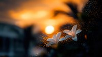 White plumeria flowers against dramatic orange sunset sky with palm tree silhouette creating tropical paradise mood. Soft focus dreamy atmosphere for spa and wellness.
