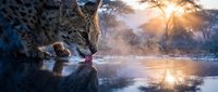 Leopard drinking water at sunset with golden light reflection in African savanna waterhole during golden hour wildlife photography.