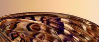 Macro shot of insect wing showing intricate vein patterns and translucent membrane with brown and iridescent blue coloring, suitable for nature and scientific educational materials.