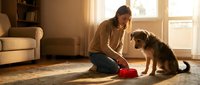 Young woman feeding her small mixed breed dog from red bowl in sunny living room with warm natural light streaming through windows.