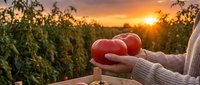 Fresh ripe tomatoes in hands during golden hour harvest at organic farm with sunset sky. Agricultural produce ready for healthy cooking and farm-to-table dining.