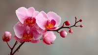 Elegant pink orchid branch with blooming flowers and unopened buds against soft blurred background, perfect for spa, wellness, or botanical designs.