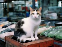 White and black spotted cat sitting on wooden counter at local market among fresh produce and goods, looking directly at camera with alert expression.