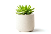 Green succulent plant in modern minimalist white ceramic pot isolated on white background, suitable for home decor and interior design projects.