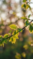 Fresh green leaves on tree branch with warm sunlight and soft bokeh background creating peaceful natural atmosphere for spring wellness concepts.
