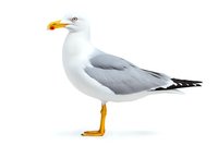 White and gray seagull standing in profile view with yellow beak and feet on isolated white background, ready for design projects and commercial use.