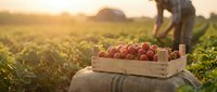 Fresh ripe tomatoes in wooden crate on burlap sack at organic farm during golden hour sunset with farmer working in background for harvest concept.