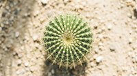 Round barrel cactus with golden spines viewed from above on desert ground, succulent plant for xerophytic gardening and drought-resistant landscaping.
