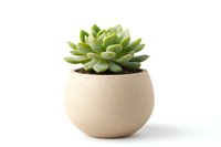 Green succulent plant in round beige ceramic pot isolated on white background, minimal modern home decor and interior design element.