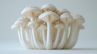 White mushrooms cluster with delicate gills and stems on light background, showing natural organic textures and patterns in soft lighting for food and nature concepts.
