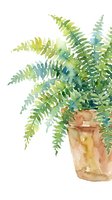 Watercolor fern plant in terracotta pot isolated on white background, suitable for botanical designs, home decor, and interior styling projects.