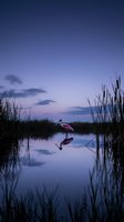 Serene flamingo standing in calm wetland waters at twilight with purple sky and perfect reflection among tall reeds creating peaceful nature scene.