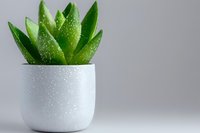 Fresh succulent plant with water drops in modern white ceramic pot against neutral gray background, minimalist home decor composition.