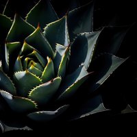 Dramatic close-up of spiky succulent plant with sharp thorns and thick fleshy leaves in moody lighting for botanical and nature photography projects.