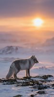 Arctic fox standing on rocky terrain during golden hour sunset in snowy winter landscape with warm orange and purple sky colors.