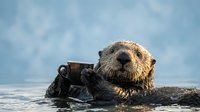 Adorable sea otter floating on back in ocean water holding coffee mug, marine mammal enjoying warm beverage against blue sky background for wildlife humor concepts.