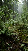 Misty forest floor with lush green vegetation, young trees, and ferns creating a dense woodland ecosystem. Ideal for nature, environmental, and outdoor design projects.