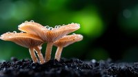 Wild mushrooms with water drops growing in dark soil against green blurred background, macro nature photography showing delicate morning dew on fungi caps.