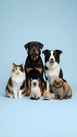 Group of domestic pets sitting together on blue background including dogs, cats, rabbit and hamster for veterinary or pet care concepts.