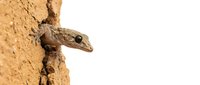 Small gecko lizard climbing on textured sandy wall surface with natural camouflage coloring for wildlife and nature photography projects.
