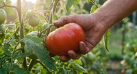 Hand picking fresh ripe red tomato from vine in organic garden with morning sunlight for healthy harvest and farm-to-table cooking.