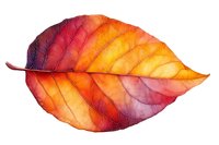 Vibrant autumn leaf with detailed veins in shades of orange, red and yellow on white background, isolated botanical watercolor style artwork for seasonal designs.