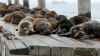 Group of sea lions sleeping peacefully on wooden dock, perfect for wildlife conservation, marine life articles and nature documentaries. Perfect for environmental awareness campaigns.