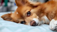 Reddish-brown and white corgi lying down on light bedding, looking at camera with relaxed expression, suitable for pet care, animal wellness, and lifestyle content.