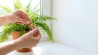 Woman's hands caring for a potted fern plant on a bright windowsill, tending green fronds indoors for home gardening and plant care.