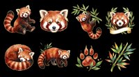 Watercolor red panda clipart set with cute poses, paw print, and bamboo elements, isolated on transparent background. Great for stickers, t-shirt design, and print on demand.