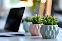 Modern workspace with succulent plants in decorative pots and laptop computer on white desk. Contemporary office interior design for productivity and wellness.