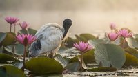 Sacred ibis bird standing among blooming pink lotus flowers in natural wetland habitat during golden hour light for wildlife photography projects.