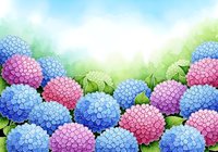 Watercolor hydrangea flowers in blue and pink bloom against a soft green and white sky background, perfect for cards and prints.